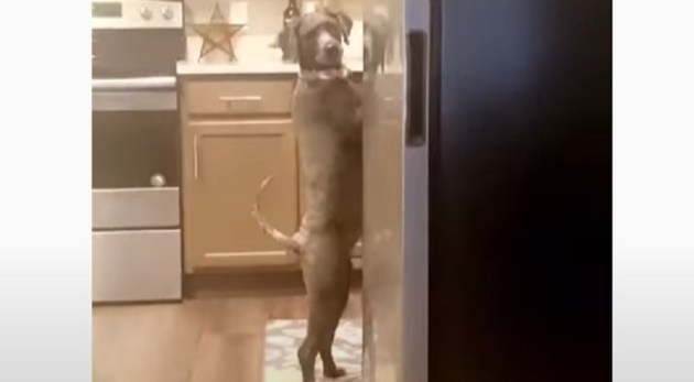 ＜海外バイラル動画＞「皿洗い中ですか」と聞かれた犬　慌てて去る姿があたかも人間！