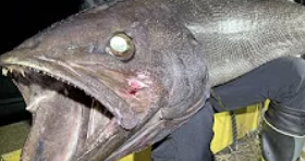 【ホモサピ】全身の90%が大トロの深海魚を実食！ 深海魚の正体とは？