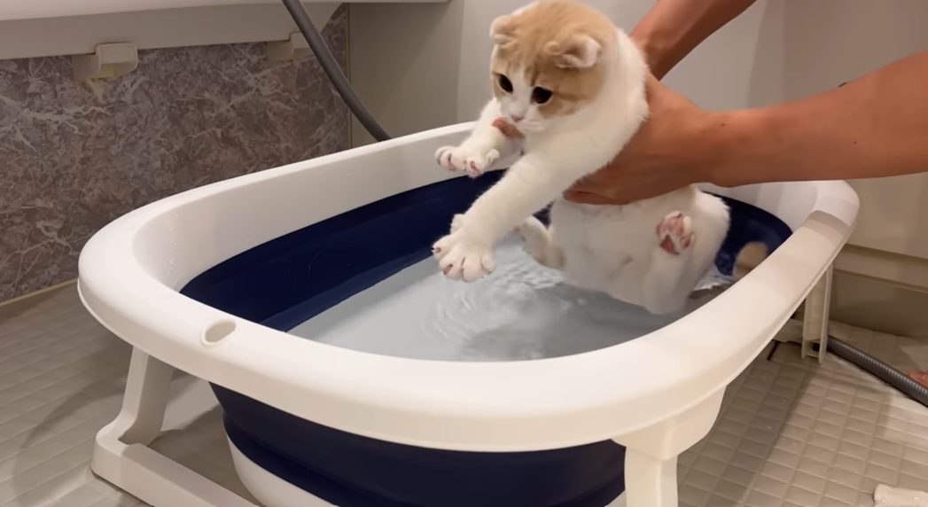 【もちまる】お風呂に初めて入った子猫(はなまる)の反応が予想外で話題に