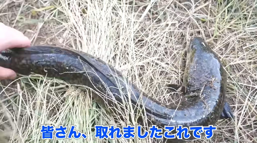 【沖縄から】ホモサピ 〇〇を使って巨大オオウナギを捕る！？【再出発】