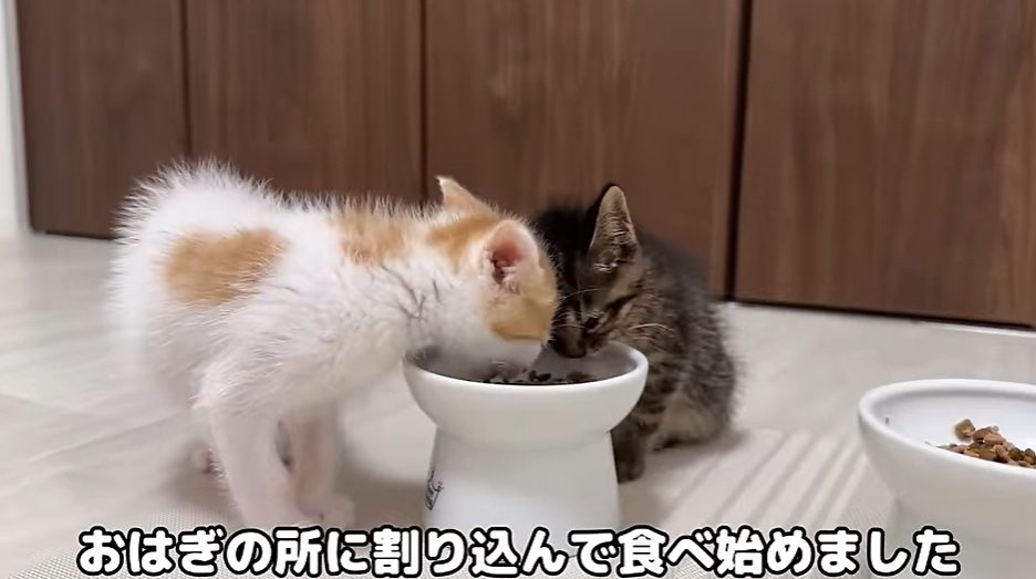 【もちまる】茶太郎がおはぎのご飯を横取り！？子猫同士で押し合いに！！