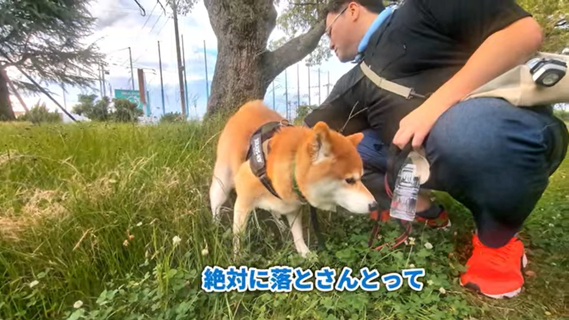 【柴犬スティーブ白書】今日もお散歩！2匹はいつも通りです