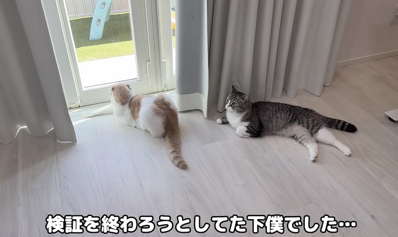 【もちまる日記】もちとはなが検証！猫は一日に何回お散歩に行くか？