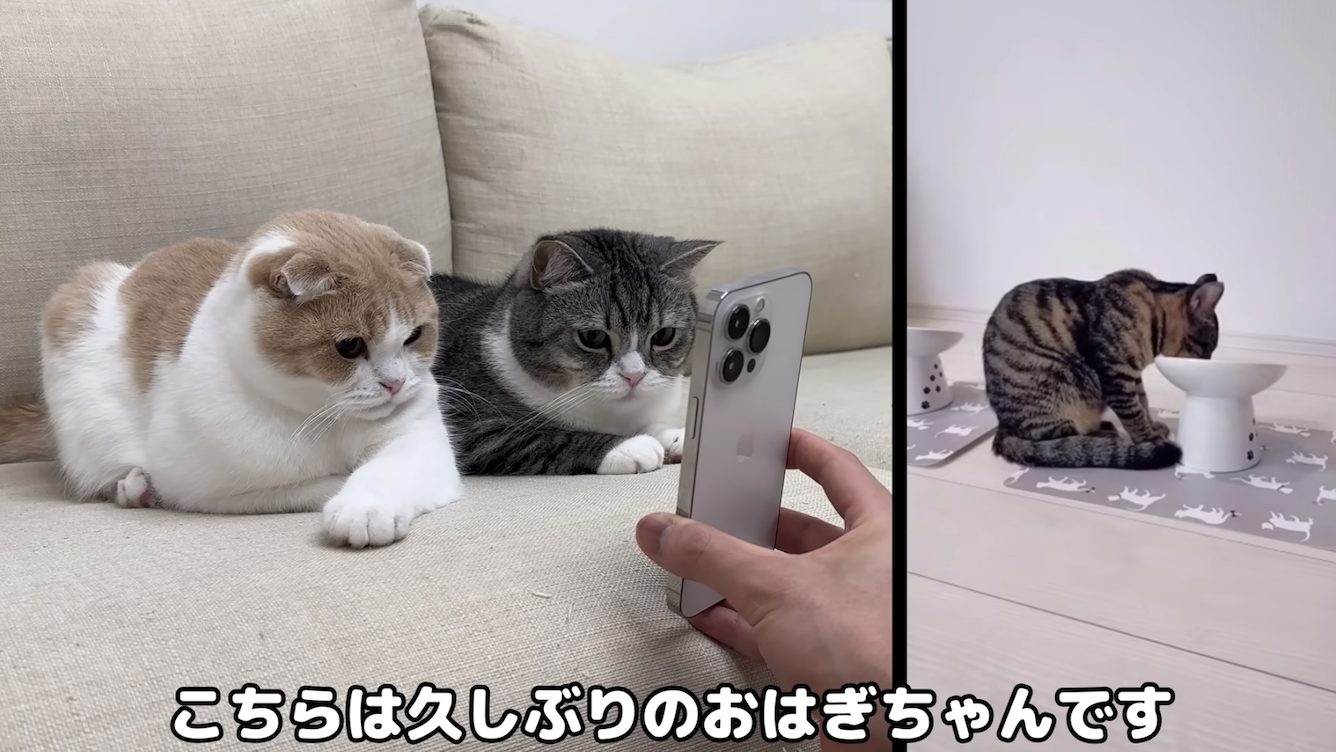 『もちまる日記』もちとはなが、かつての兄弟とご対面！ついに猫もスマホでリモートする時代に？！