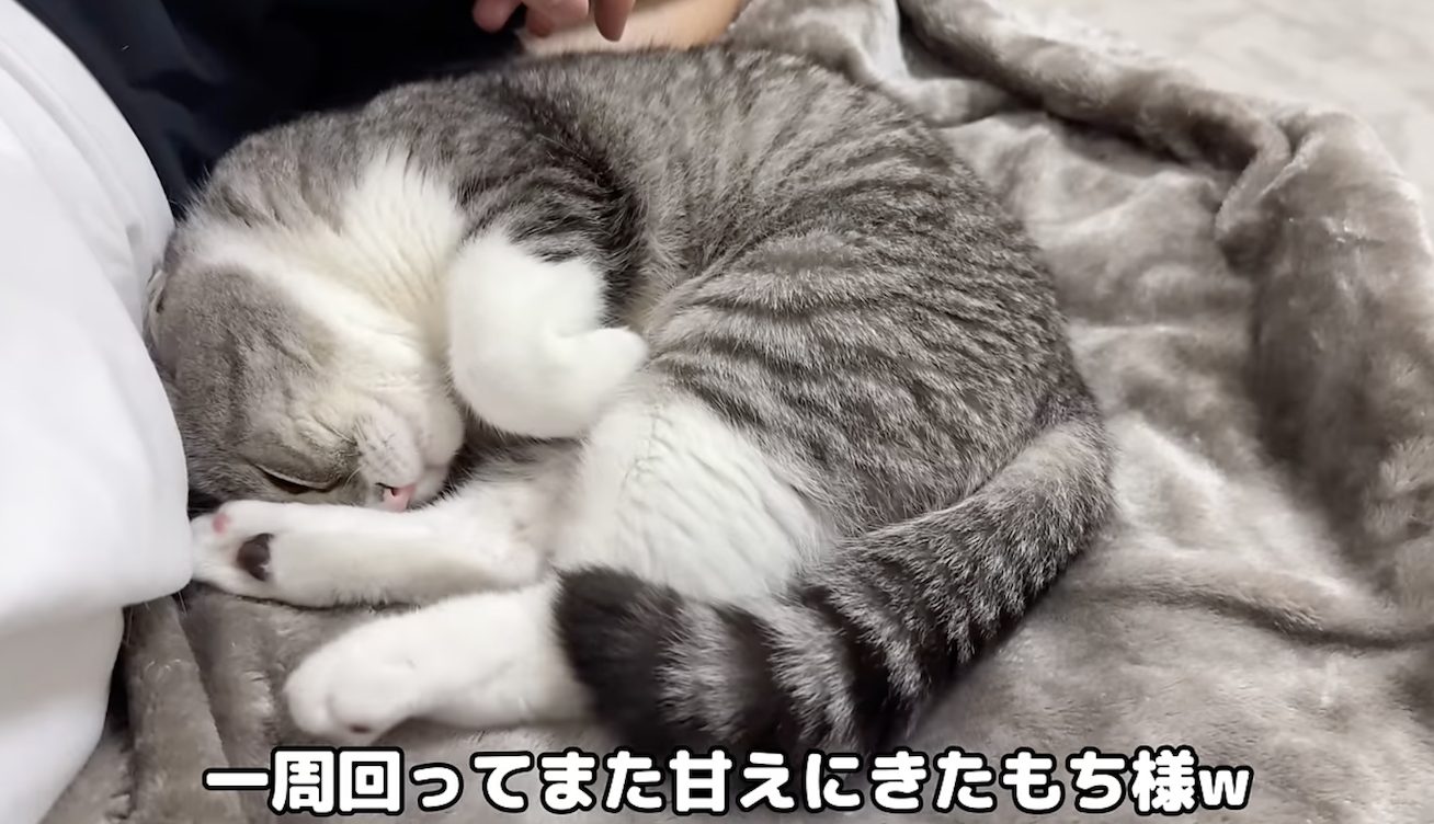 『もちまる日記』マタタビの香りがする入浴剤で、下僕が猫たちにモテモテに？！