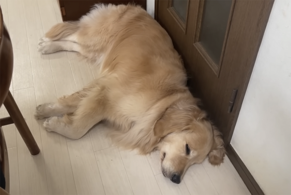 うにとおからの日常あるあるを3つ紹介！ほのちゃんと遊ぶおからの可愛い姿もアップ