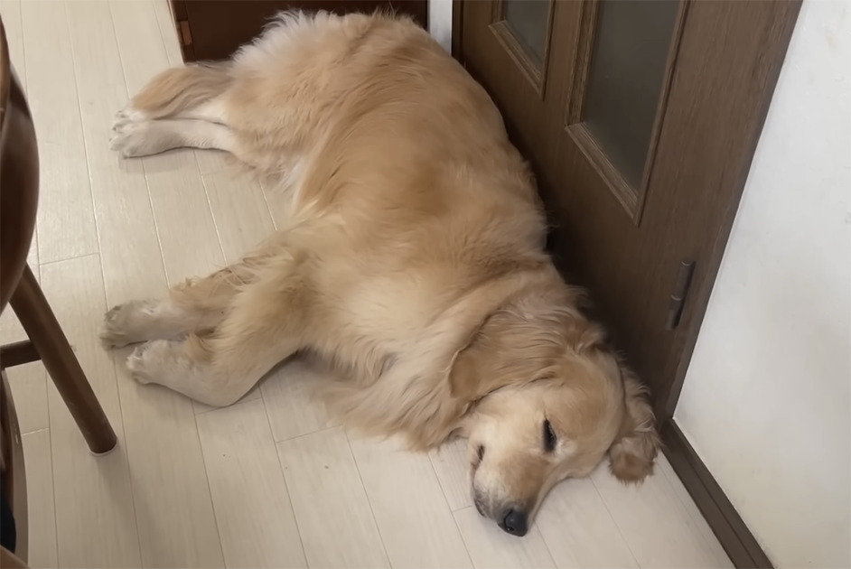 うにとおからの日常あるあるを3つ紹介!ほのちゃんと遊ぶおからの可愛い姿もアップ