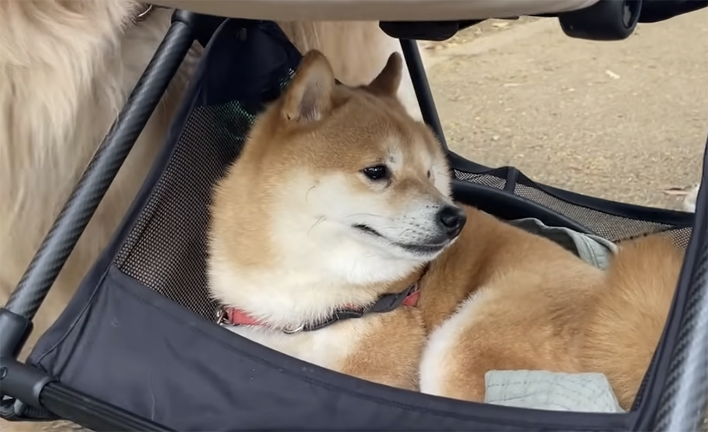うにとおからの散歩動画がアップ!ベビーカー下に乗ったまま運ばれるうにが可愛い!