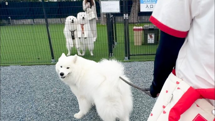 サモエドりんたろう