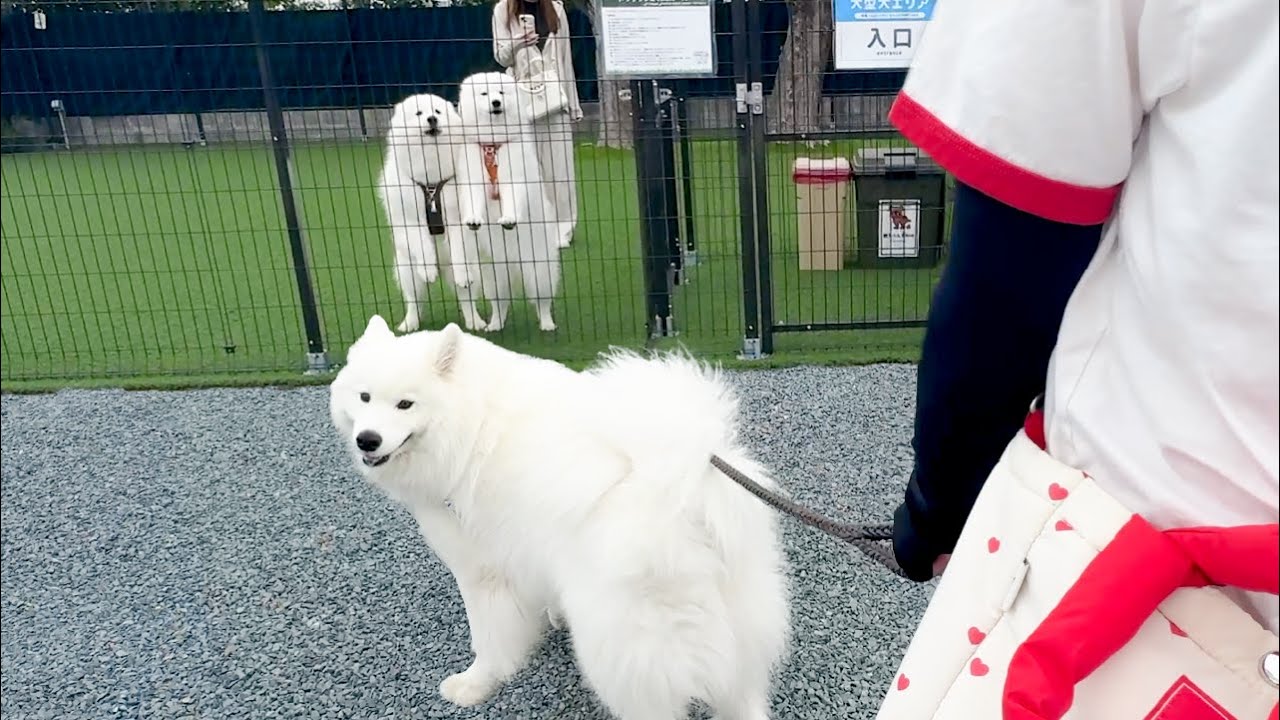 サモエドりんたろう