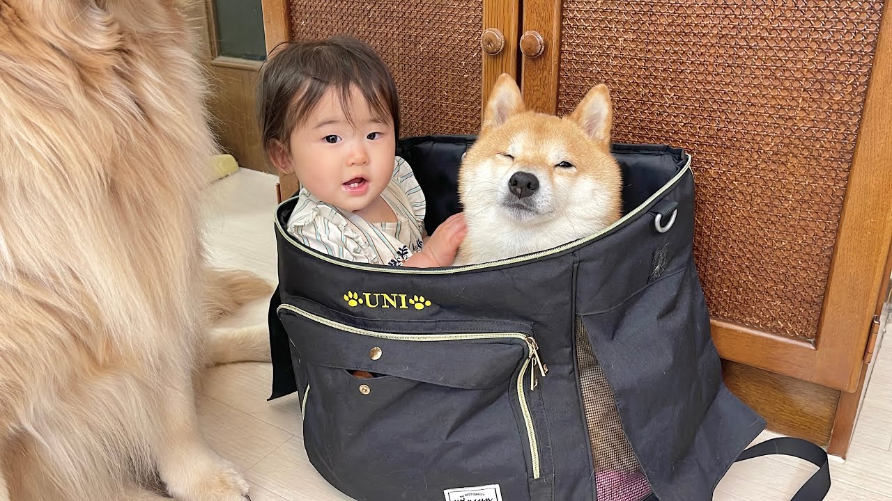 豆しば・うにとほのちゃん、仲良くリュックINしてどこへ?