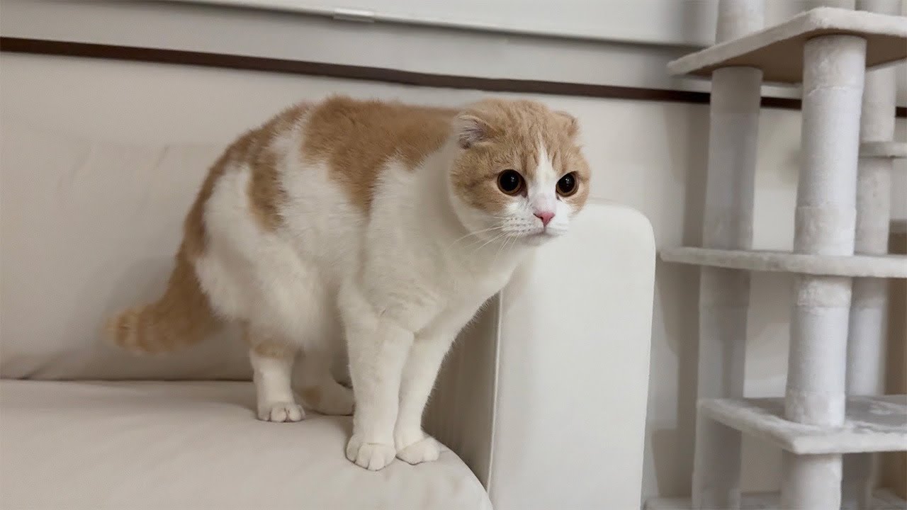 もちまる日記