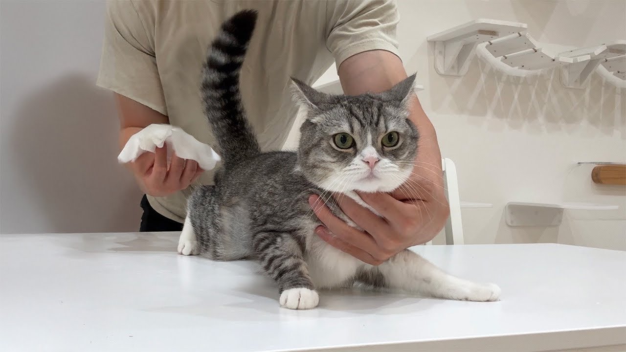 もちまる日記