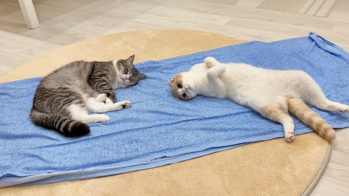 もちまる日記