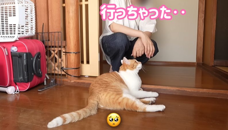 元野良猫チャチャ
