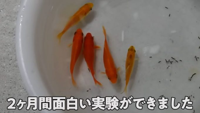 森こんにゃく