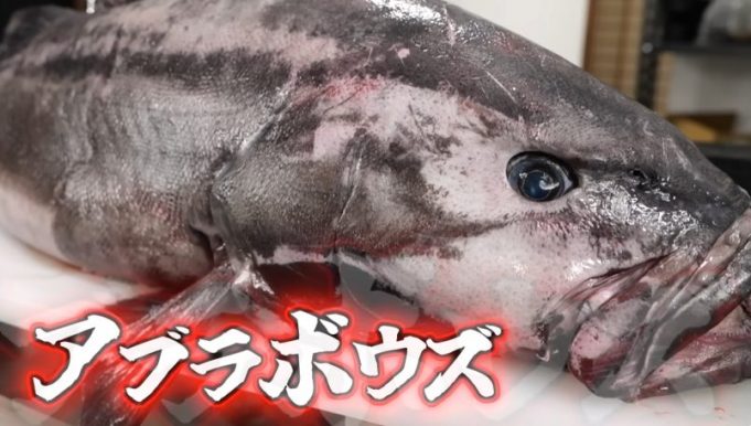 【素潜り漁師】マサル Masaru.
