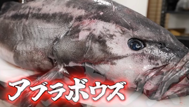 【素潜り漁師】マサル Masaru.