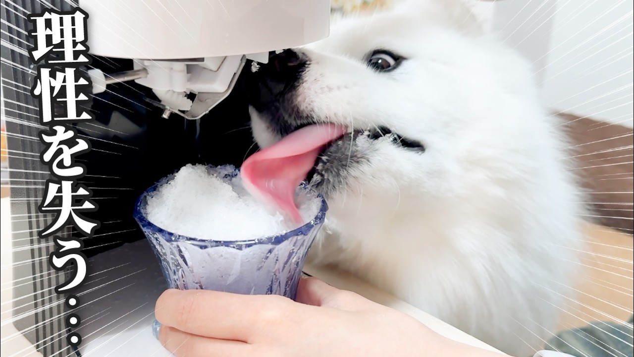 サモエドりんたろう