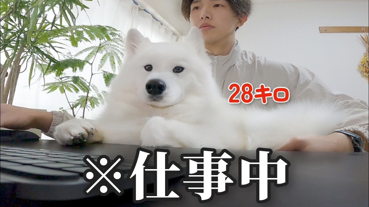 サモエドりんたろう