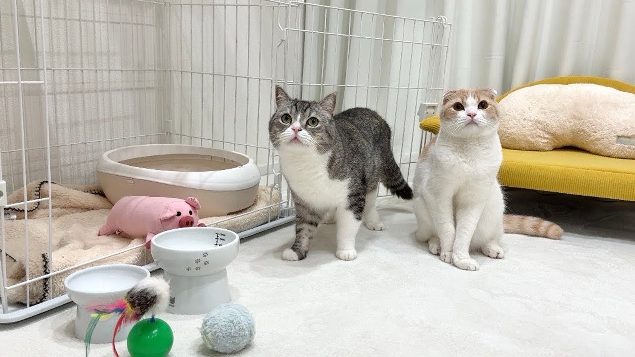 もちまる日記