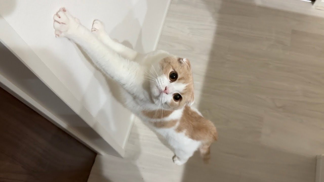 もちまる日記