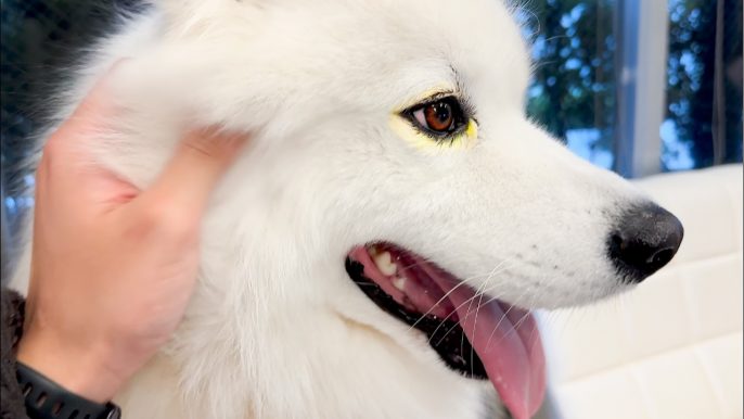 サモエドりんたろう