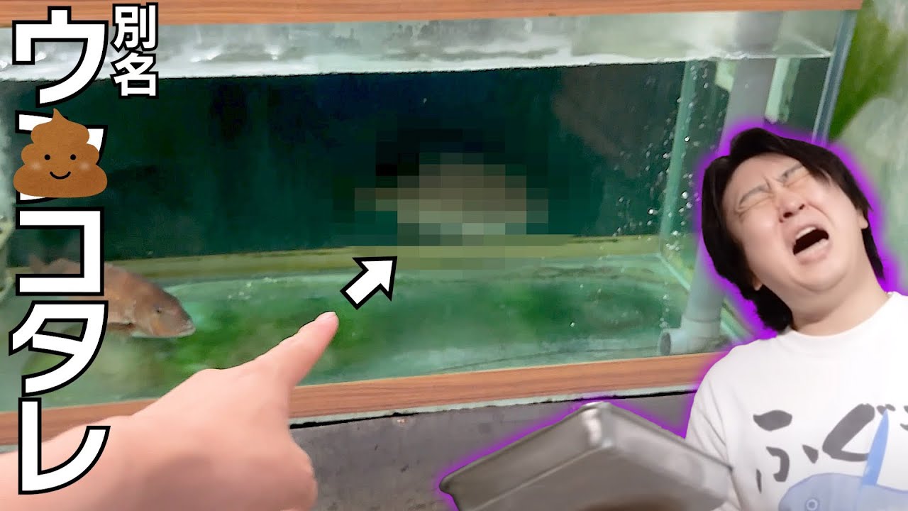 きまぐれクック