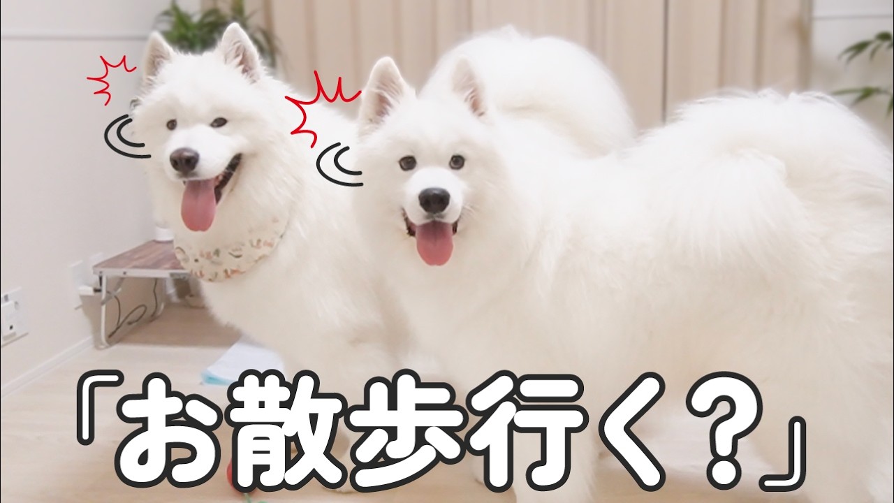 サモエドりんたろう
