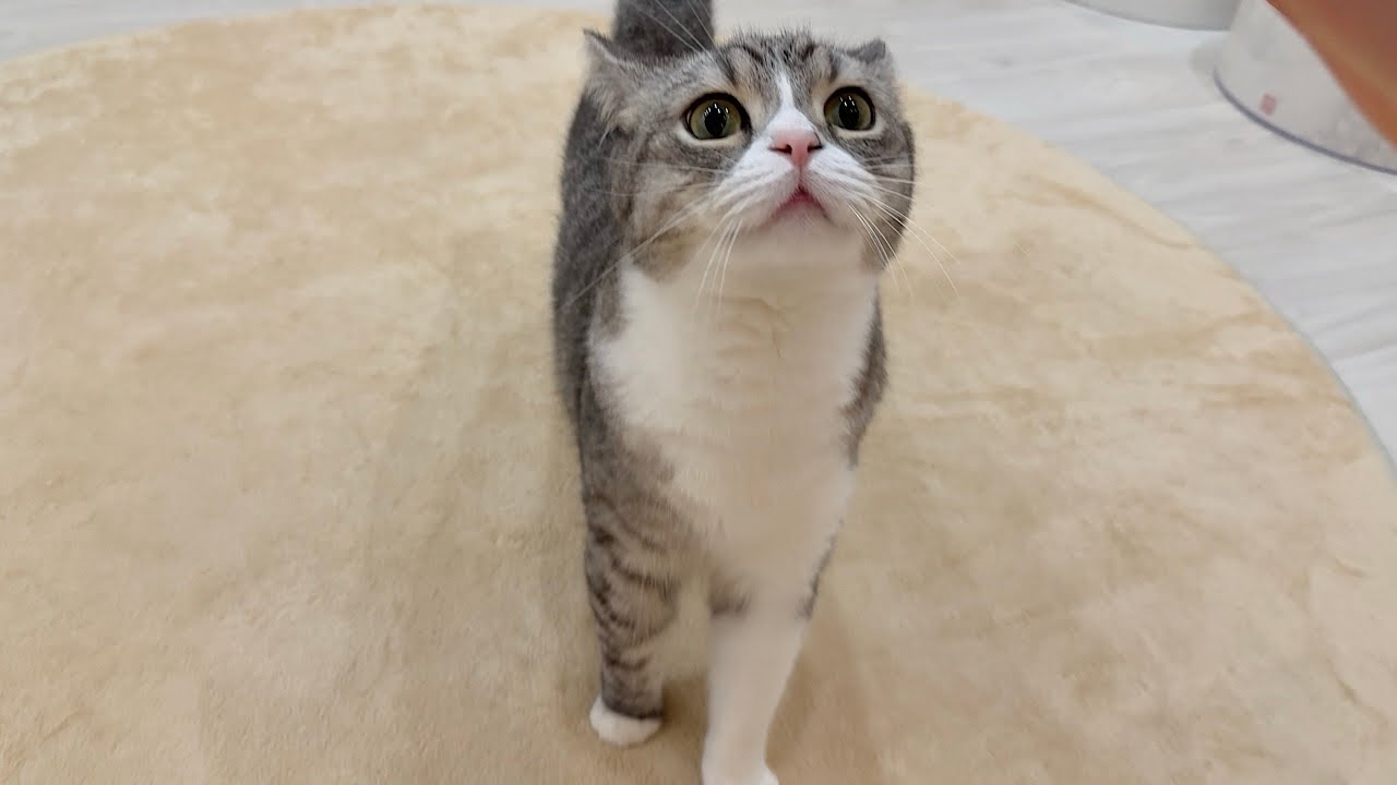 もちまる日記