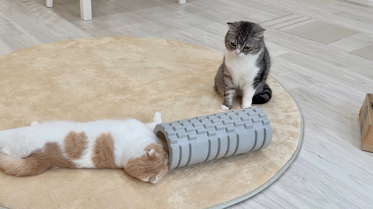 もちまる日記