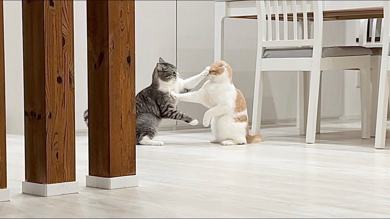 もちまる日記