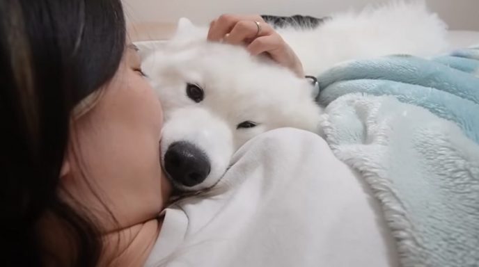 サモエドりんたろう