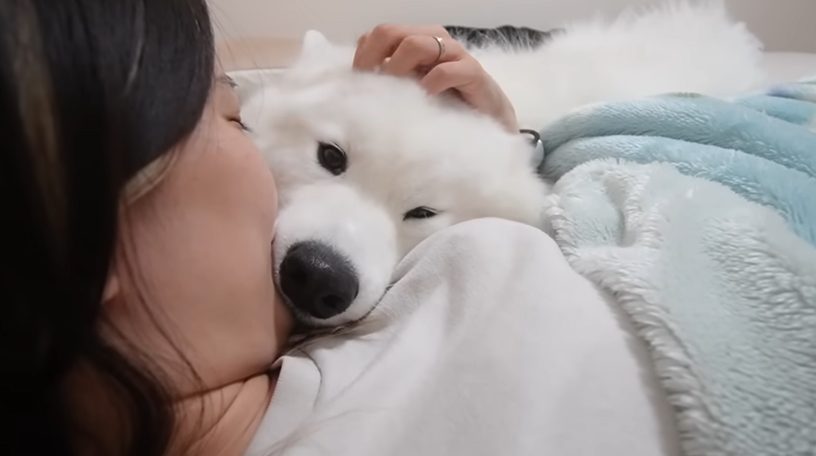 サモエドりんたろう