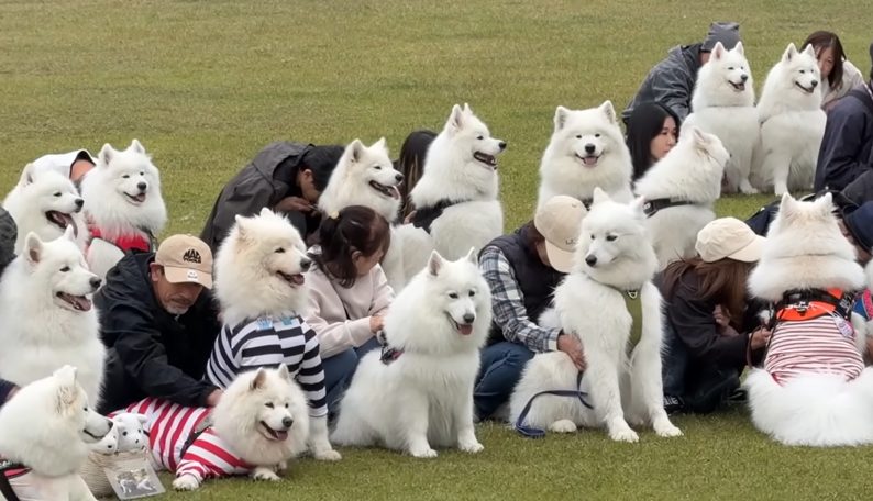 サモエドりんたろう