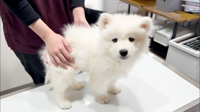 サモエドりんたろう