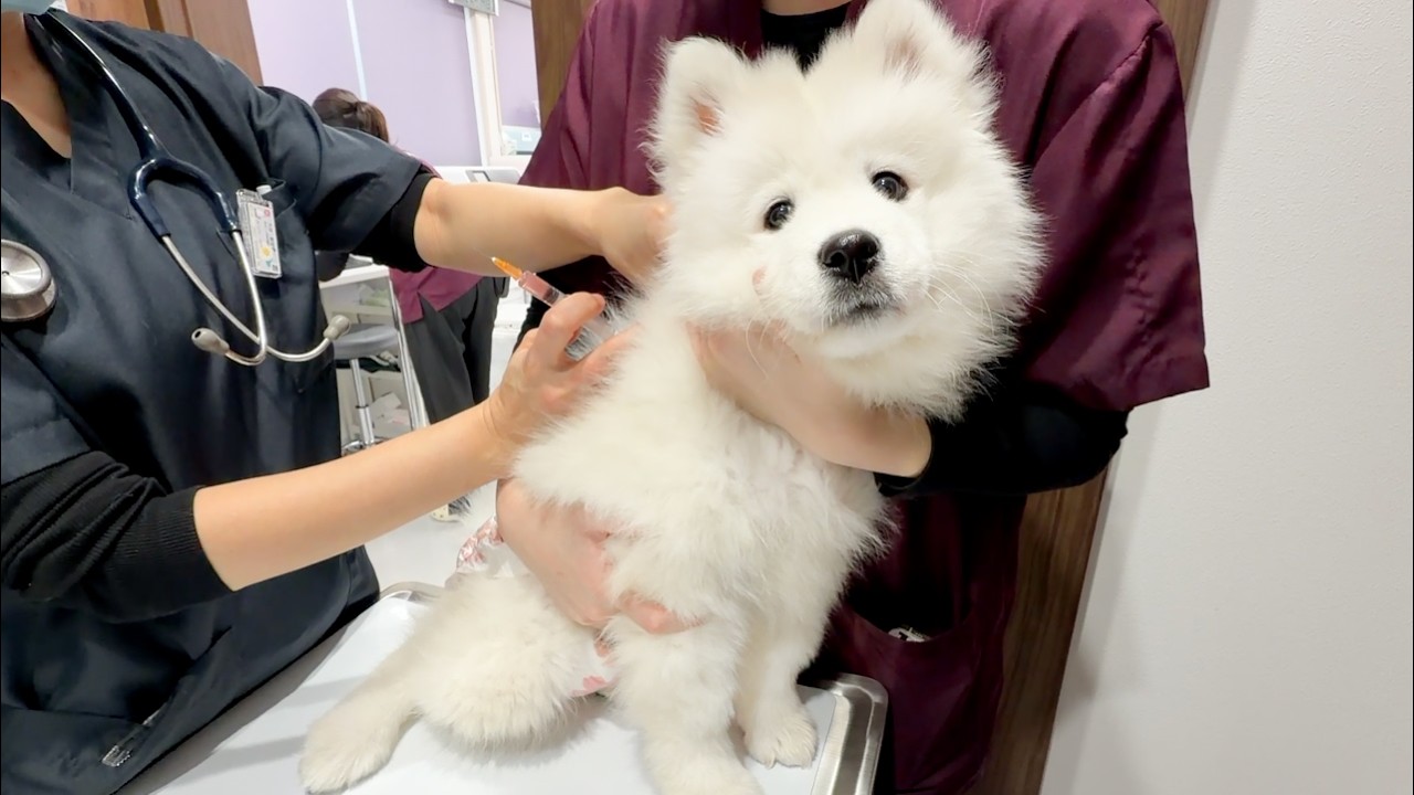 サモエドりんたろう