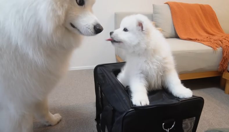 サモエドりんたろう