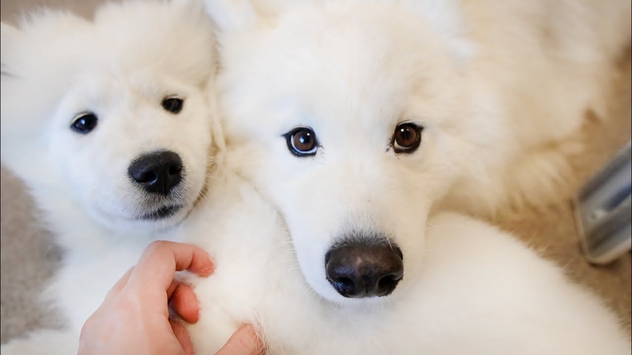 サモエドりんたろう