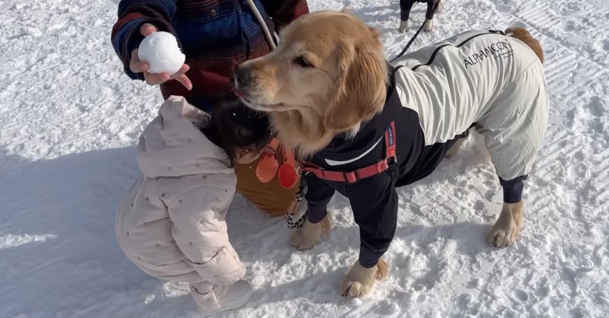 豆柴うに＆ゴールデンレトリバーおから UNI＆OKARA