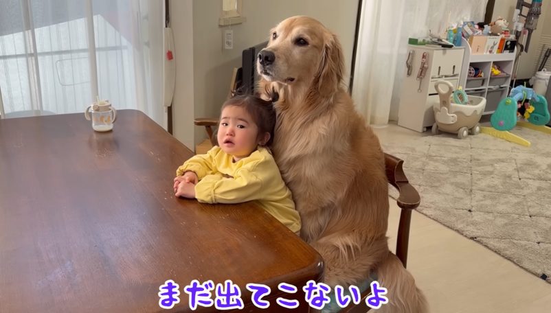 豆柴うに＆ゴールデンレトリバーおから UNI＆OKARA