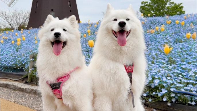 サモエドりんたろう