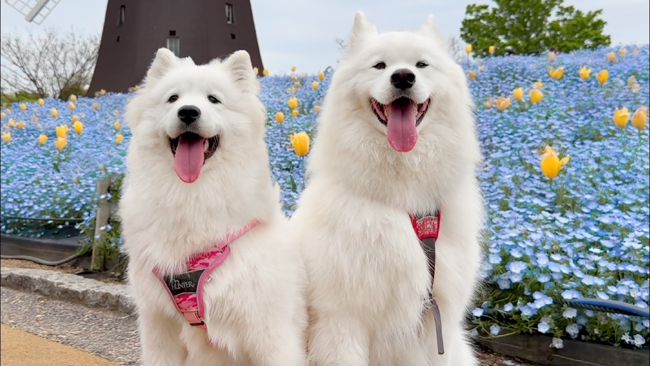 サモエドりんたろう