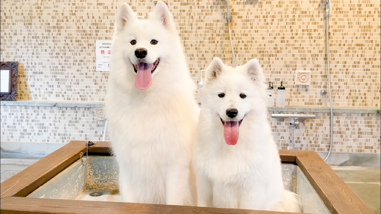 サモエドりんたろう