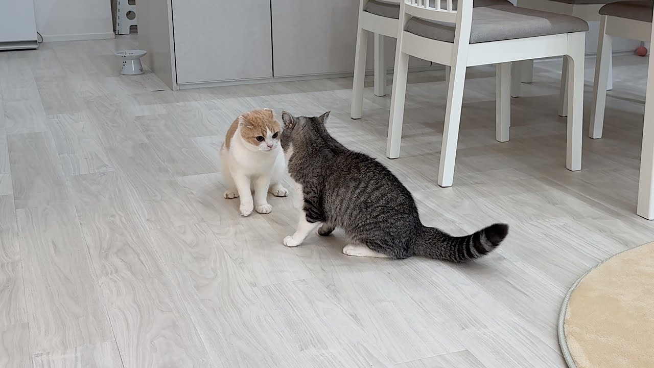 もちまる日記