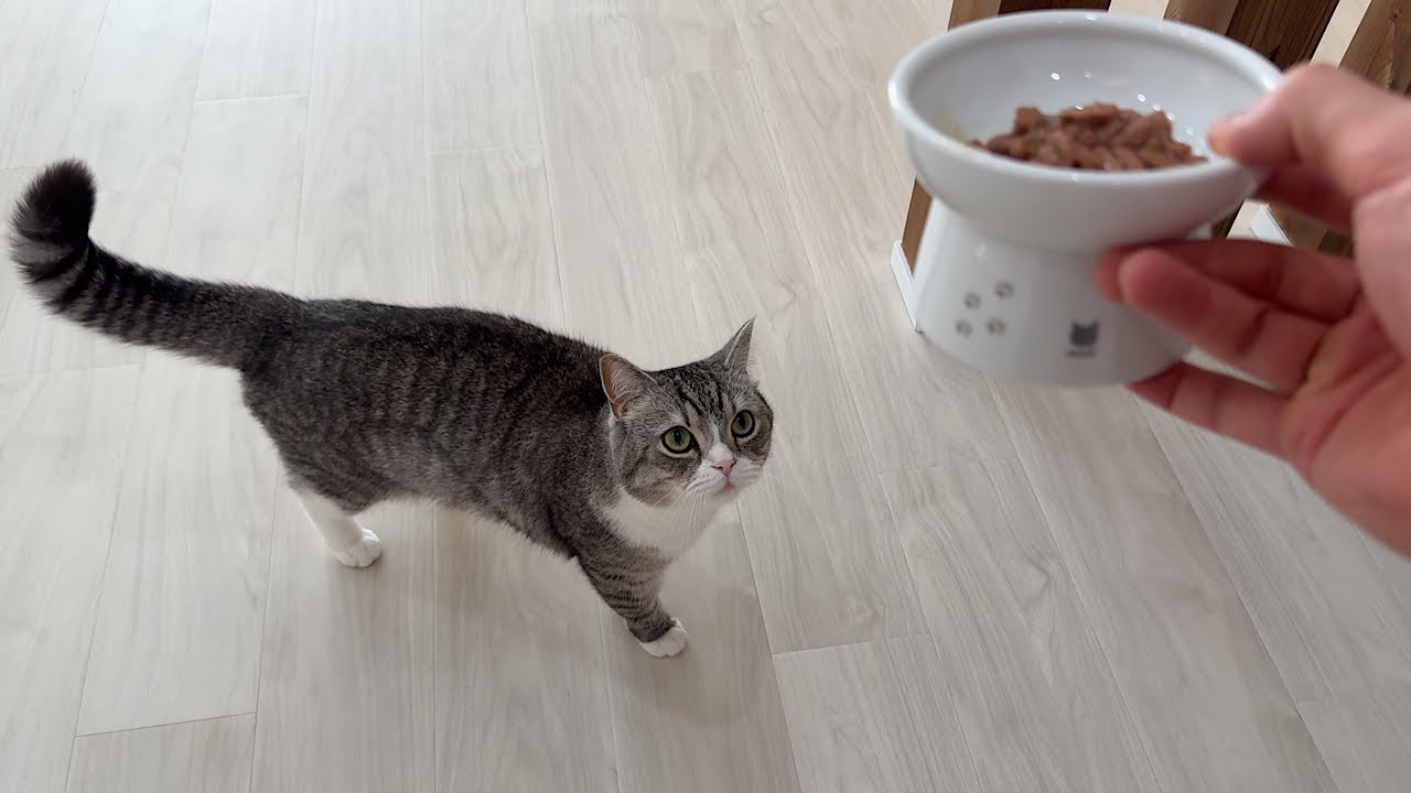 もちまる日記