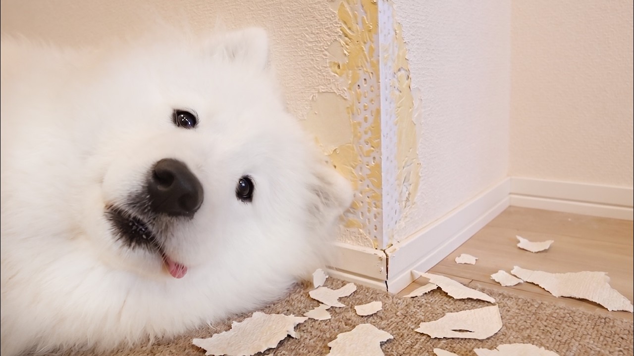 サモエドりんたろう