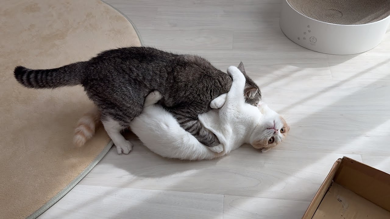もちまる日記
