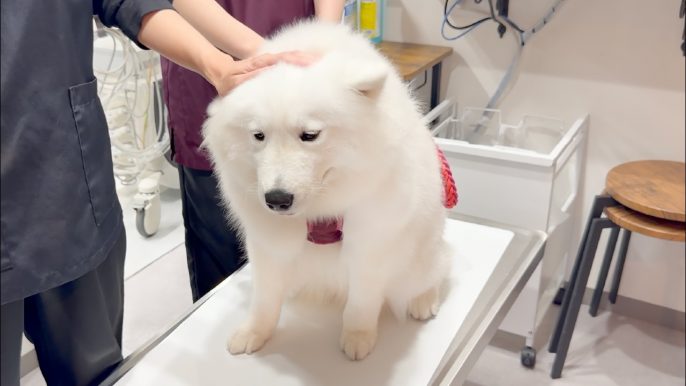 サモエドりんたろう