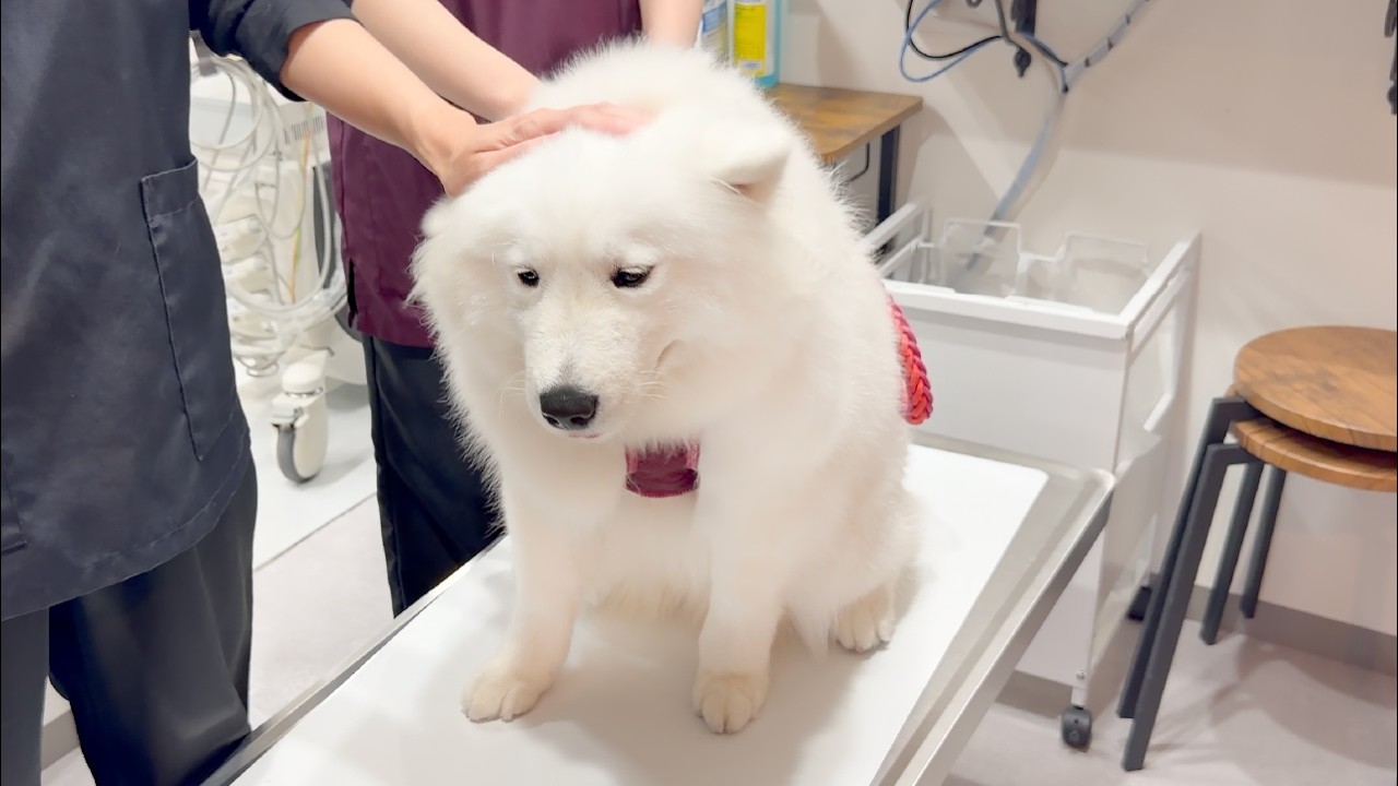 サモエドりんたろう